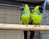 bonded-pair-bird-for-sale-in-riverbank-ca