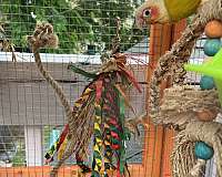 pet-tame-female-mixed-bird-for-sale