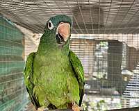 pineapple-bird-for-sale-in-dade-city-fl