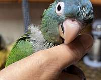baby-green-cheek-conure-for-sale