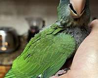 green-cheek-conure-for-sale