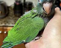 baby-bird