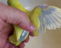 pet-bird-for-sale-in-warwick-ri