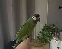 exotic-illigers-macaw-for-sale