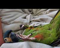 male-illigers-macaw-for-sale