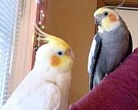 grey-yellow-bird-for-sale-in-arkansas