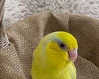 yellow-bird-for-sale