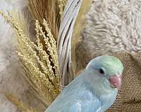 blue-pastel-cute-bird-for-sale