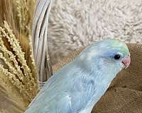 blue-pastel-handfed-bird-for-sale