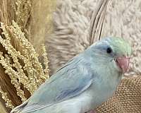 blue-pastel-pet-bird-for-sale