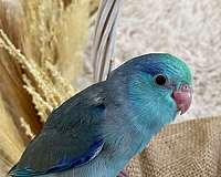 blue-parrotlet-for-sale