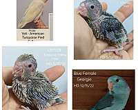baby-parrotlet-for-sale