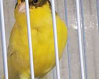 singing-canary-for-sale