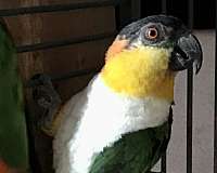 black-headed-caique-for-sale-in-milwaukee-wi