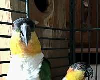 caique-for-sale-in-milwaukee-wi