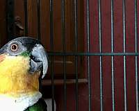 bird-parrot-eggs-in-milwaukee-wi