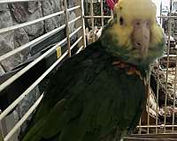 double-yellow-head-amazon-parrot-for-sale-in-milwaukee-wi