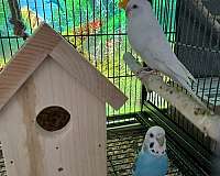 bird-for-sale-in-wilmington-ma
