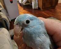 parrotlet-for-sale-in-murfreesboro-tn
