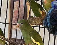 bonded-pair-bird-for-sale-in-milwaukee-wi