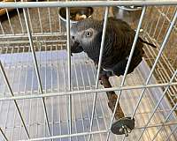 african-grey-parrot-for-sale