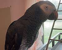 african-grey-parrot-for-sale-in-cincinnati-oh