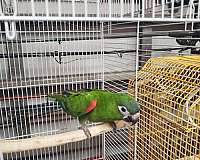 hahns-macaw-for-sale-in-port-st-lucie-fl