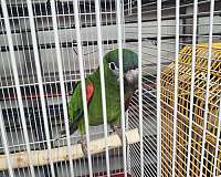 adult-hahns-macaw-for-sale