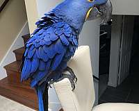 macaw-hyacinth-macaw-for-sale-in-alsip-il