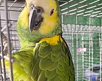 blue-front-amazon-parrot-for-sale-in-chicago-il