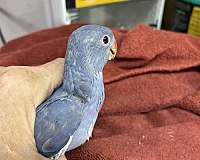 ringneck-parakeet-for-sale-in-okla-city-ok