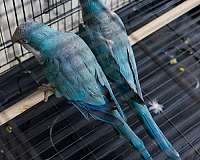 bonded-pair-wild-quaker-parrots-for-sale