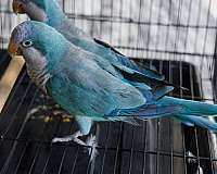blue-bonded-pair-wild-bird-for-sale