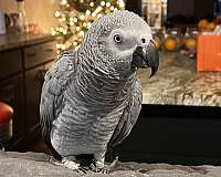 african-grey-parrot-for-sale-in-baldwin-md