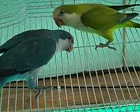 quaker-parrots-for-sale-in-palm-bay-fl