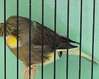 cinnamon-bird-for-sale-in-st-charles-il