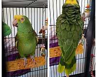 amazon-parrot-for-sale-in-montgomery-il