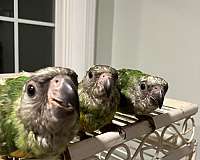 senegal-poicephalus-parrots-for-sale-in-warner-robins-ga