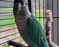 conure-for-sale-in-chickamauga-ga