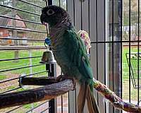 bird-for-sale-in-chickamauga-ga