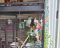 conure-for-sale