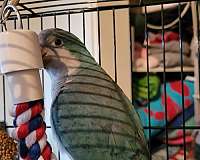 parrot-for-sale-in-elmhurst-il
