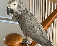 red-african-grey-parrot-for-sale