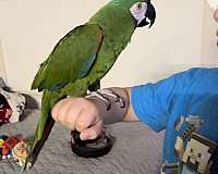 severe-macaw-for-sale