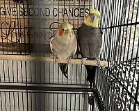 male-female-bird-for-sale-in-westfield-ma