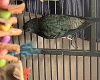 lineolated-parakeet-for-sale