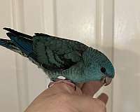 lineolated-parakeet-for-sale-in-layton-ut