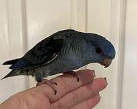 cobalt-bird-for-sale-in-layton-ut