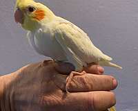 yellow-bird-for-sale-in-fitchburg-ma