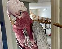 rose-breasted-cockatoo-for-sale-in-oklahoma-city-ok